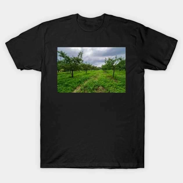 Plum trees orchard T-Shirt by naturalis